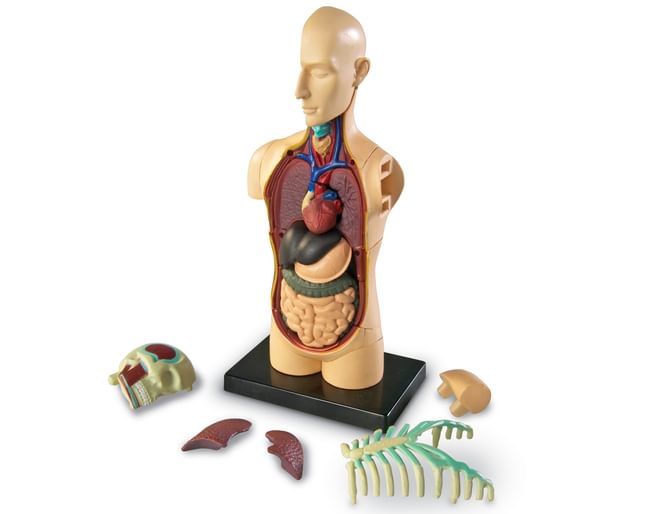 Human Anatomy Model - Body