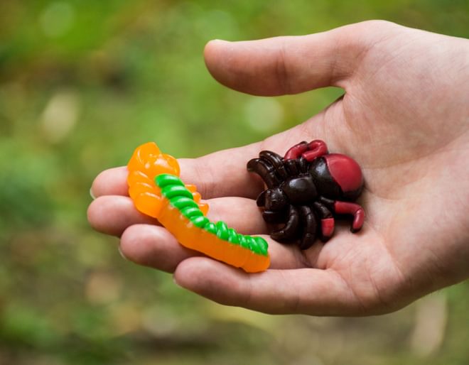 Bush tucker trial challenge