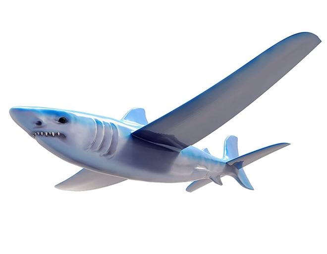 Real Flyers Shark