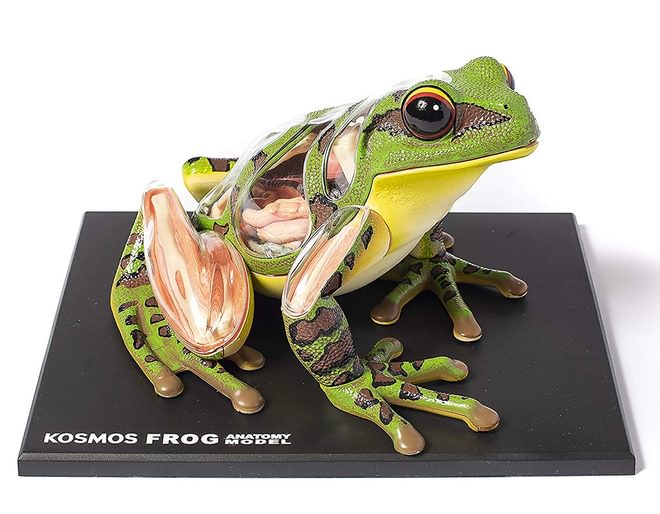 Thames and Kosmos Frog Anatomy