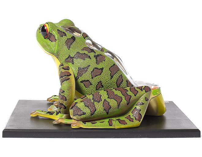 Frog Anatomy Model