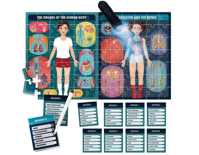 Headu The Human Body Under X-Ray