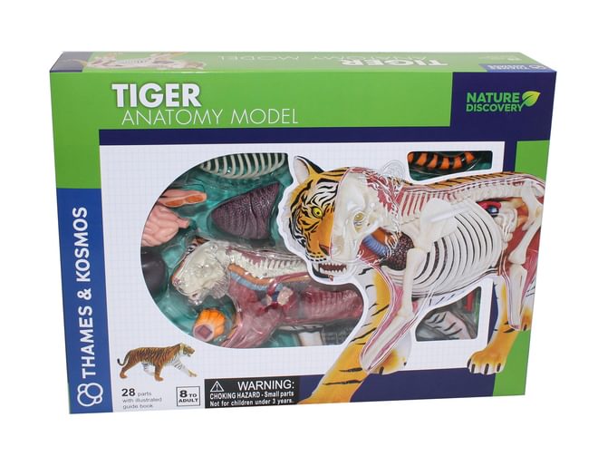 Thames and Kosmos Tiger Anatomy Model