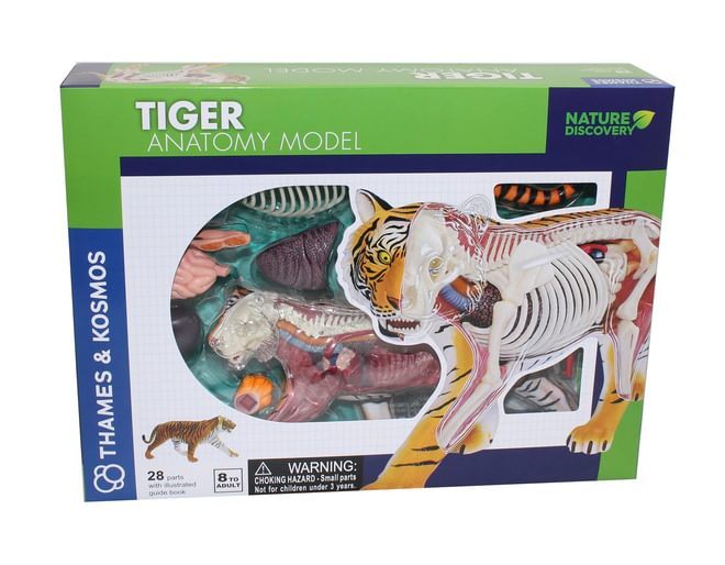 Tiger Anatomy Model