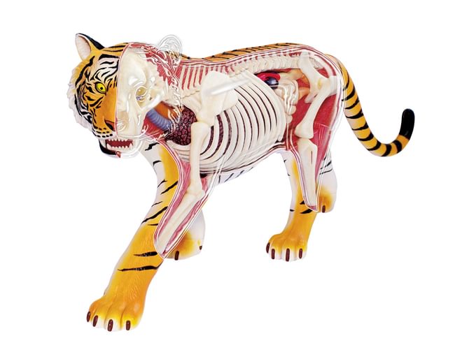 Nature Discovery Tiger Anatomy Model