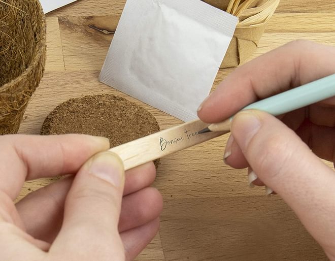 Gift Republic Bonsai Tree