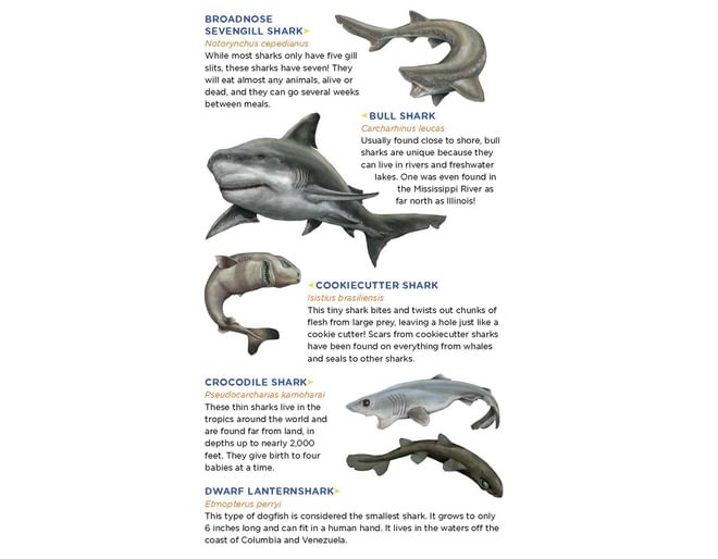 Shark Tattoos for Children