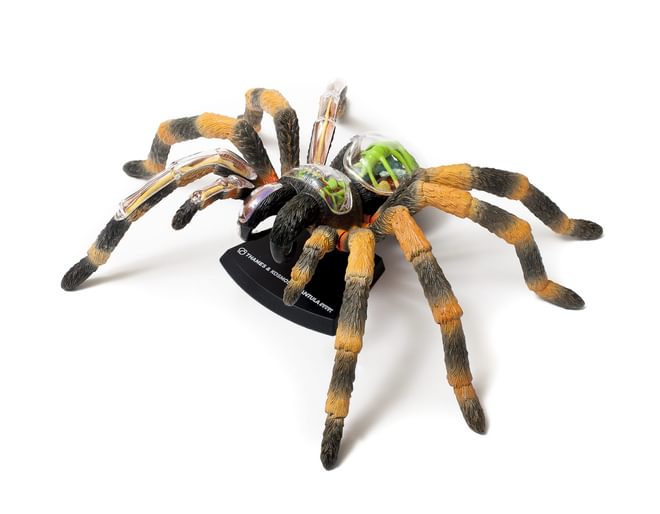 Thames and Kosmos Tarantula Anatomy Model