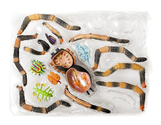 Tarantula Anatomy Model Kit