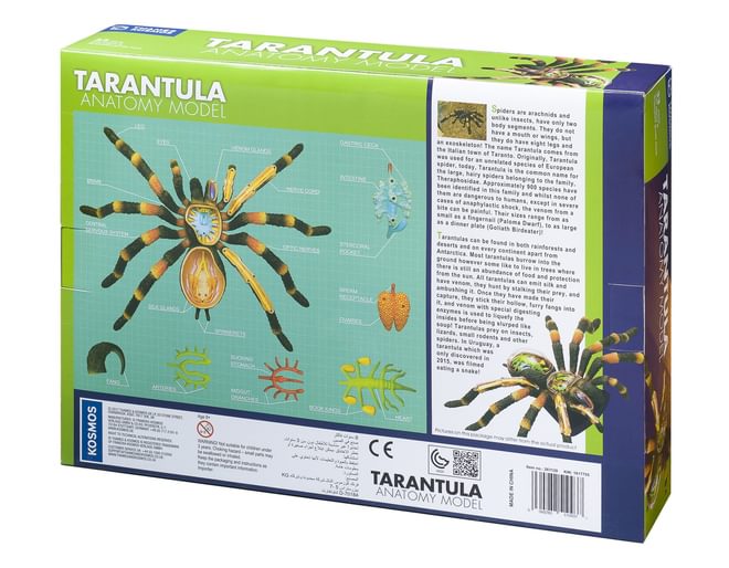 Tarantula Anatomy Model 33 pieces