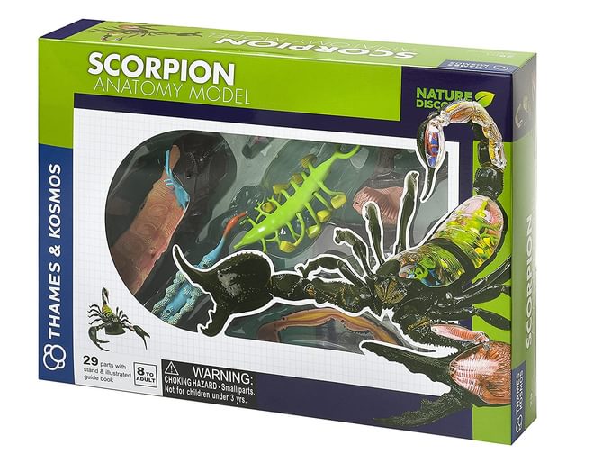 Scorpion Anatomy Model
