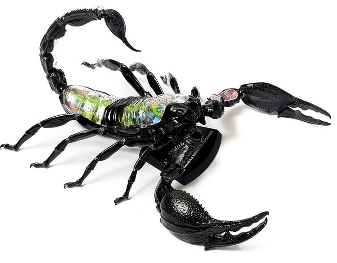 Scorpion Anatomy Model Kit