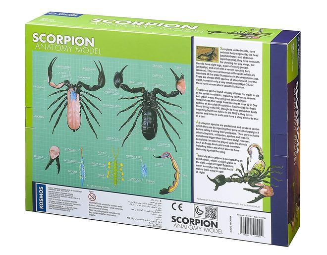 Scorpion Anatomy Model 29 pieces