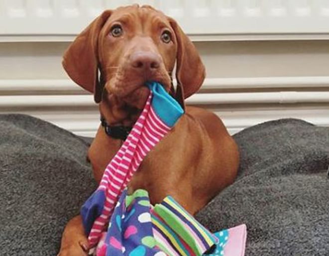 United Odd Socks Pawsome