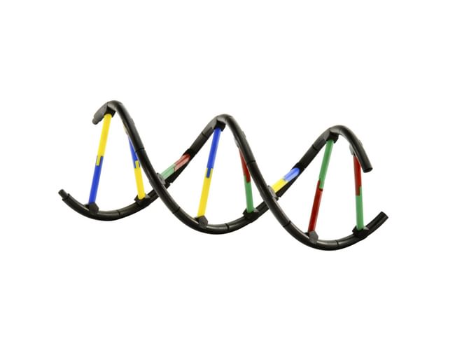 Genetics DNA Model