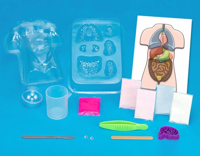 Gross Anatomy Set