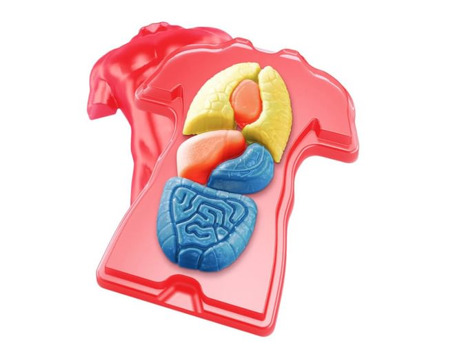 Gross Anatomy Thames and Kosmos