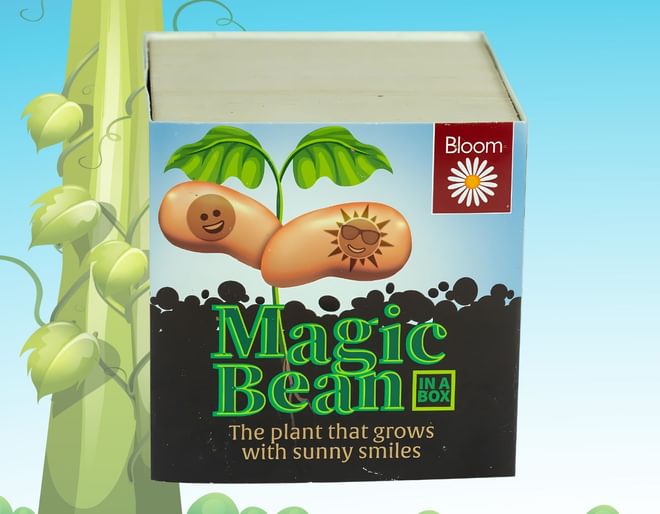 Magic Bean in a Box