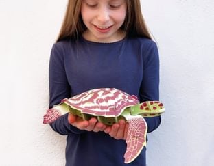 Hawksbill Turtle Kit