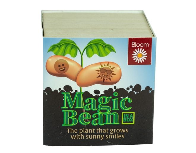 Magic Bean in a Box