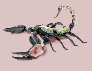 Scorpion Anatomy Model