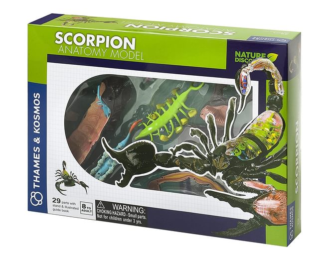 Scorpion Anatomy Model Thames and Kosmos
