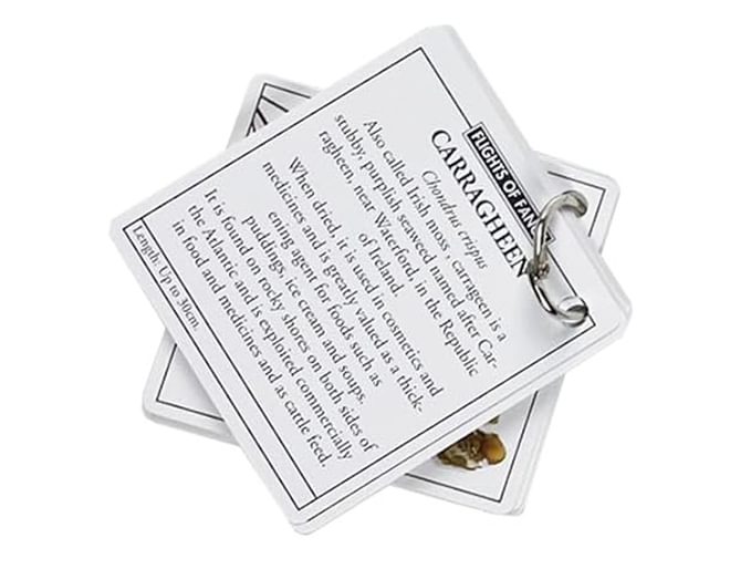 Learn about the seashore 