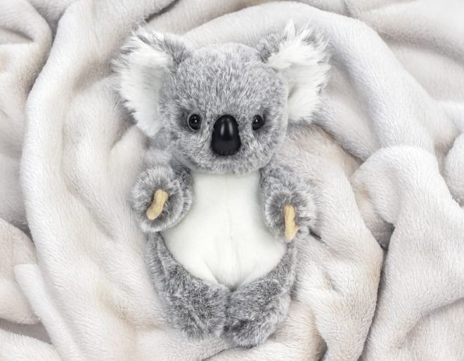 Baby Koala