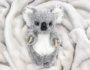 Baby Koala