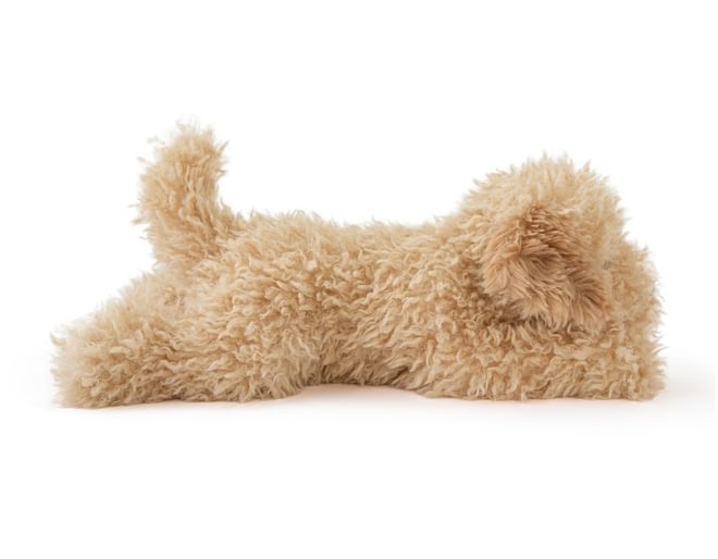 15" Toy Cockapoo