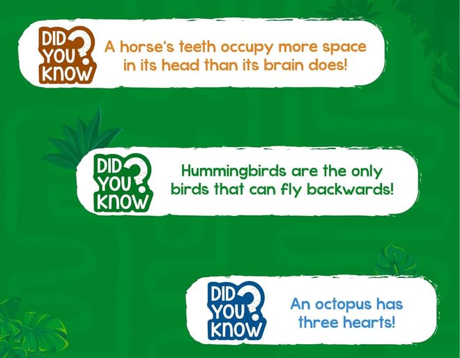 Amazing Animals Fact Game