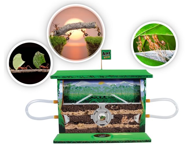 Ant Farm Set