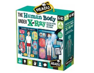 The Human Body Under X-Ray