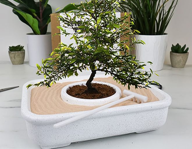 The Art of Bonsai