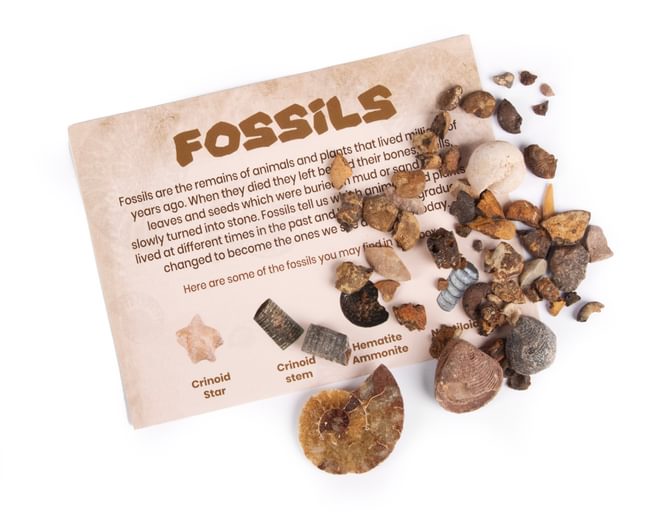 Fossils Discovery Box